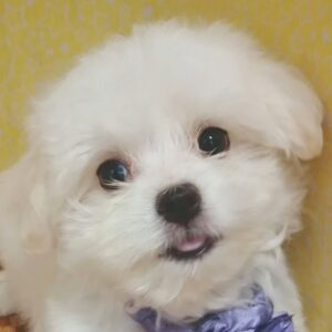 マルチーズ