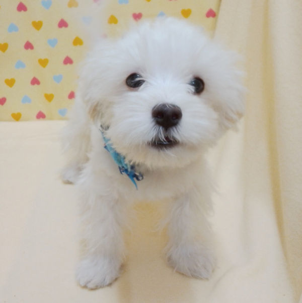 マルチーズ - 画像 (2)