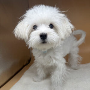 Alternative view of マルチーズ