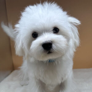 Alternative view of マルチーズ