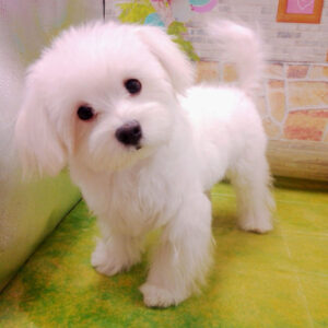 Alternative view of マルチーズ