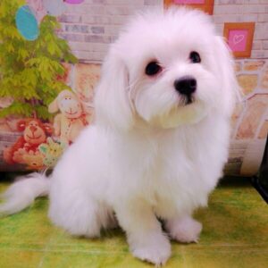 Alternative view of マルチーズ