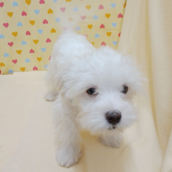 マルチーズ - 画像 (3)