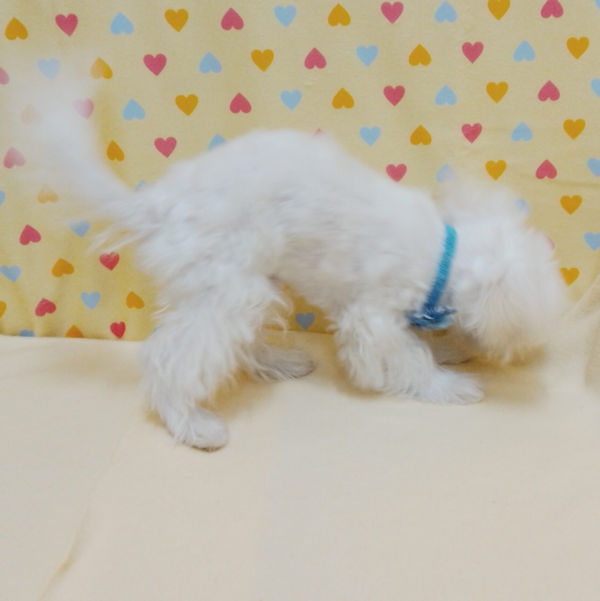 マルチーズ - 画像 (4)