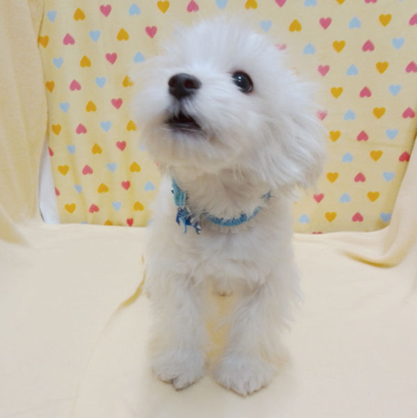マルチーズ - 画像 (5)