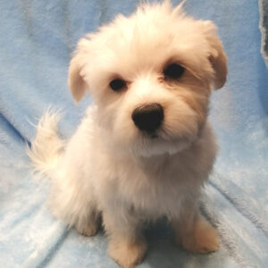 Alternative view of マルチーズ