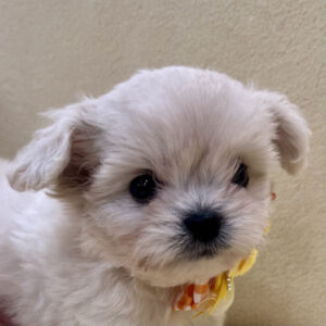 ミックス犬