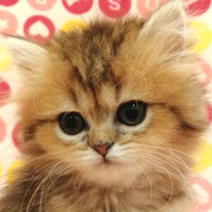 ペルシャ