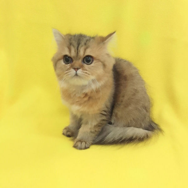 ペルシャ - 画像 (2)