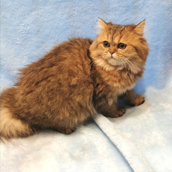 ペルシャ - 画像 (4)