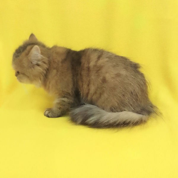 ペルシャ - 画像 (3)