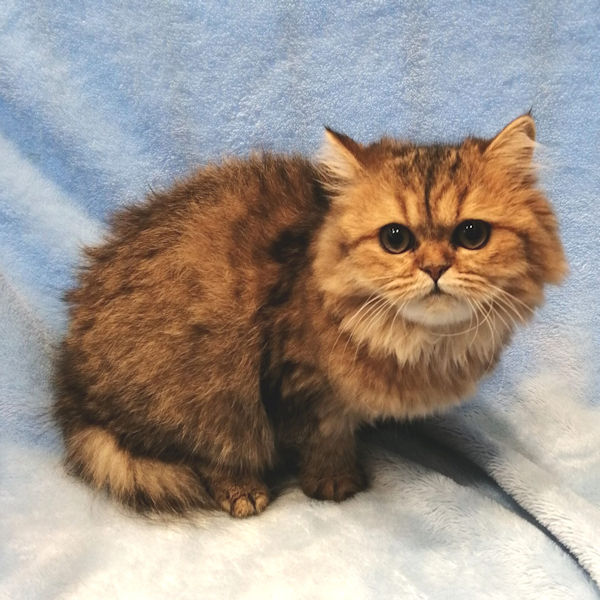 ペルシャ - 画像 (5)