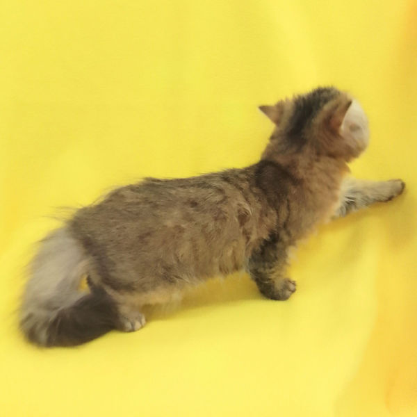 ペルシャ - 画像 (4)