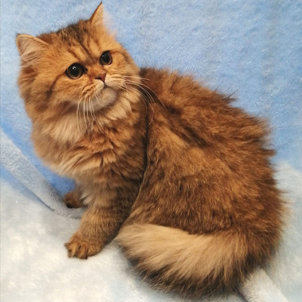 ペルシャ - 画像 (3)