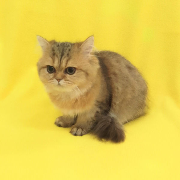 ペルシャ - 画像 (5)