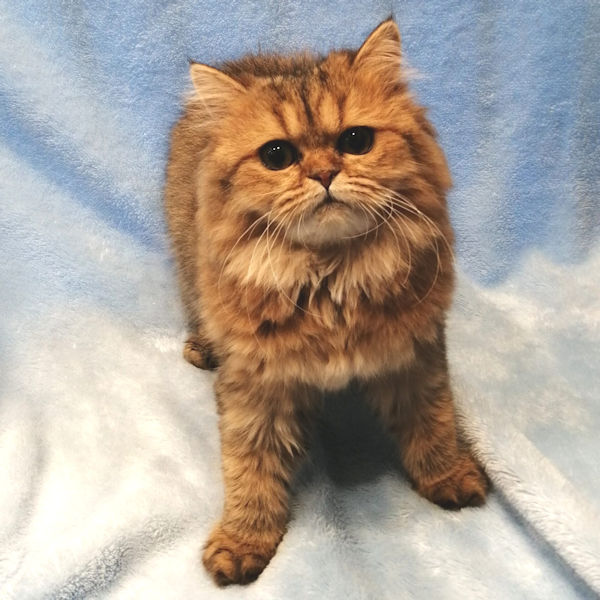 ペルシャ - 画像 (2)