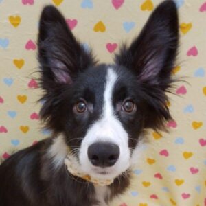 ボーダー・コリー