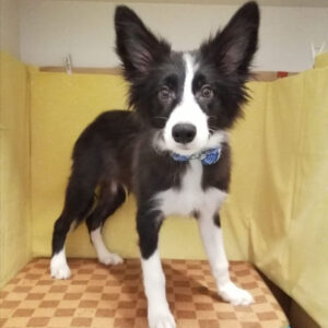 Alternative view of ボーダー・コリー