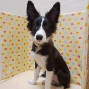 Alternative view of ボーダー・コリー