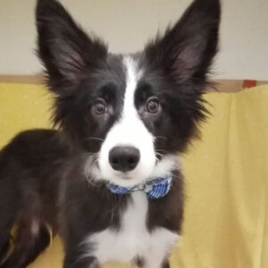 ボーダー・コリー