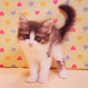ノルウェージャン・フォレスト・キャット - 画像 (2)