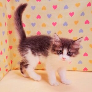 ノルウェージャン・フォレスト・キャット - 画像 (3)