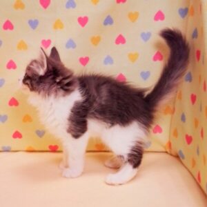 ノルウェージャン・フォレスト・キャット - 画像 (5)