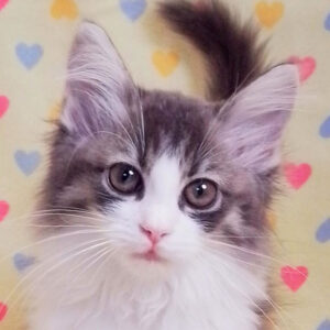 ノルウェージャン・フォレスト・キャット