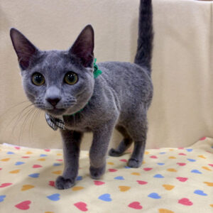 Alternative view of ロシアン・ブルー