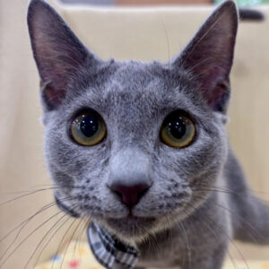 ロシアン・ブルー