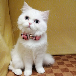 Alternative view of ミヌエット