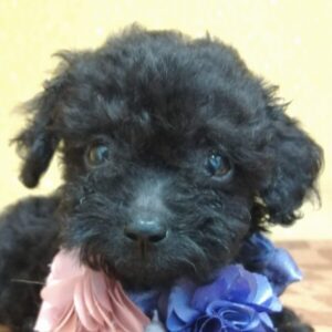 ミックス犬