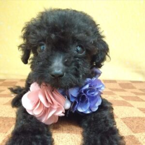 Alternative view of ミックス犬