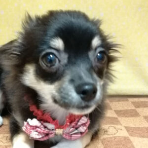 チワワ (ロングコート)