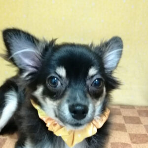 チワワ (ロングコート)