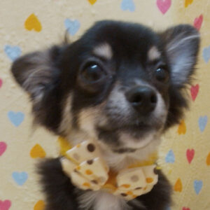 チワワ (ロングコート)