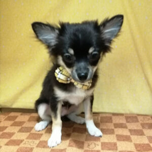 Alternative view of チワワ (ロングコート)