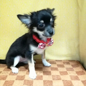 Alternative view of チワワ (ロングコート)