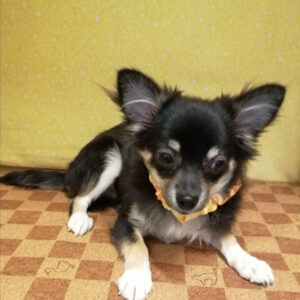 Alternative view of チワワ (ロングコート)