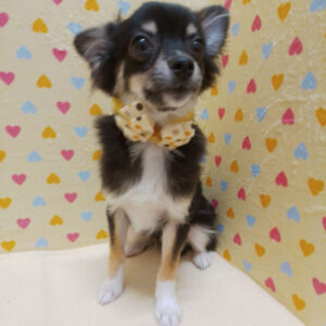 Alternative view of チワワ (ロングコート)