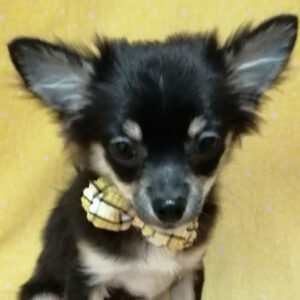 チワワ (ロングコート)