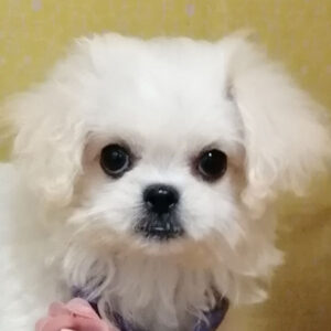 ミックス犬