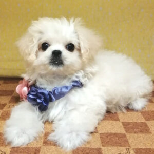 Alternative view of ミックス犬