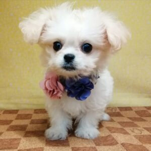 Alternative view of ミックス犬