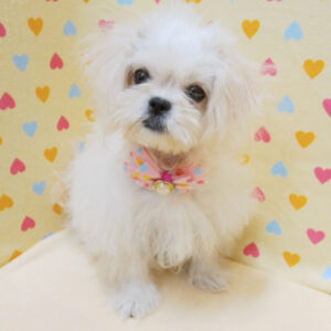 Alternative view of ミックス犬