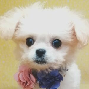 ミックス犬
