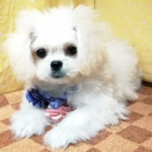 Alternative view of ミックス犬