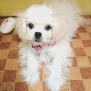 Alternative view of ミックス犬