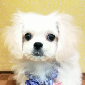 ミックス犬