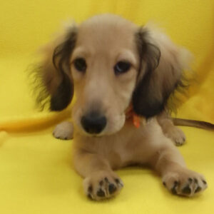 Alternative view of ミニチュア・ダックスフンド(ロングヘアード)